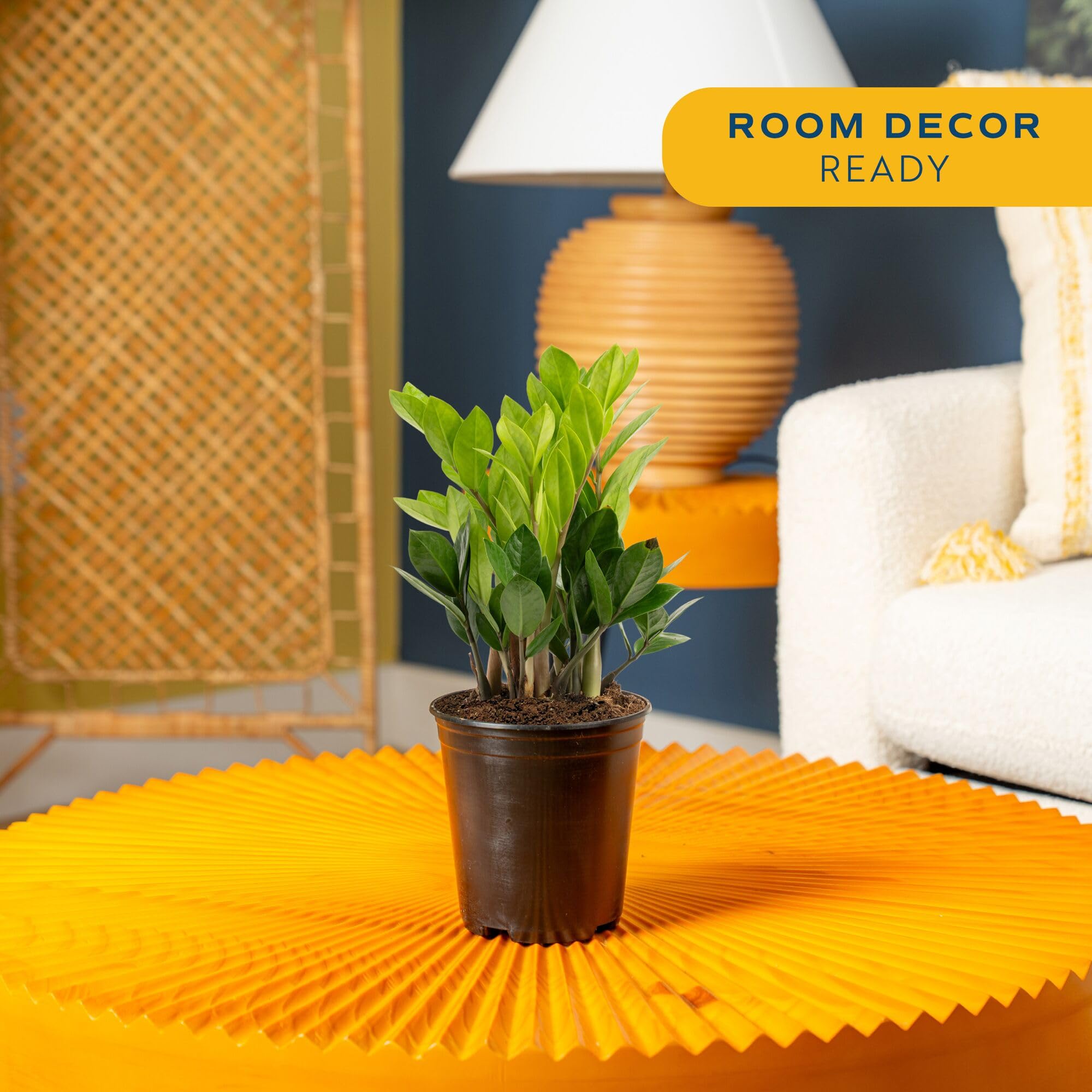 Amazon.com: Costa Farms ZZ Live Plant in Plastic Pot, Easy to